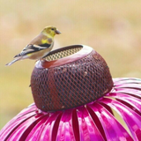 Sensation Pink Coneflower Bird Feeder-ZX124