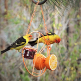 2 in 1 Hanging Clementine Hummingbird Oriole Feeder