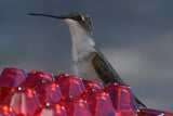 BUY 2 FREE SHIPPING Mary's Sweety Hummingbird Feeder