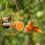 2 in 1 Hanging Clementine Hummingbird Oriole Feeder