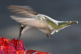 BUY 2 FREE SHIPPING Mary's Sweety Hummingbird Feeder